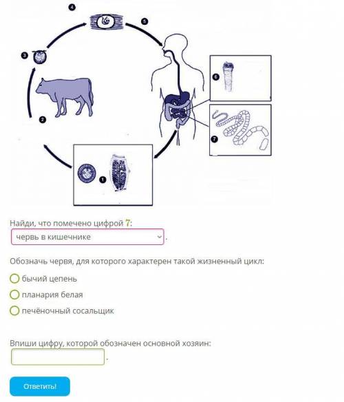 На скриншоте ответить: Обозначь червя, для которого характерен такой жизненный цикл и Впиши цифру