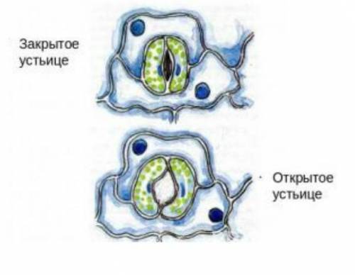 Рассмотри рисунок. Определи: когда устьица будут закрыты или открыты​А) Высокая температура воздуха-