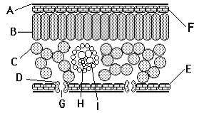 На рисунке изображен схематический рисунок внутреннего строения листа. а) Укажите структуру регулиру