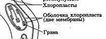 Рассчитайте длину структуры граны; покажите ваш расчёта. ​