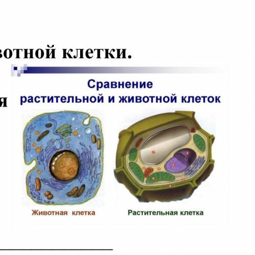 Изучите рисунок растительной и животной клетки. А) Назовите структурные компоненты, характерные толь