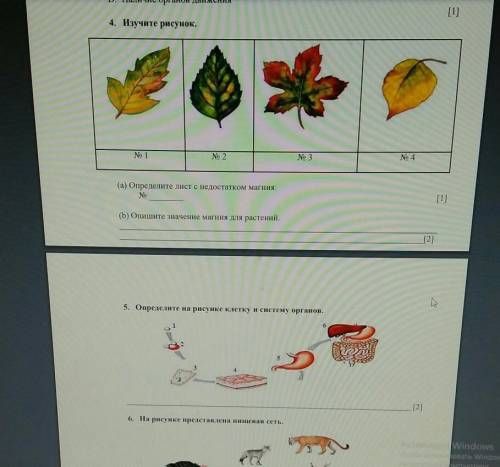 4. Изучите рисунок. №2(a) Определите лист с недоститком магния:(b) Опишите значение магния для расте