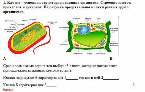 Клетка – основная структурная единица организма. Строение клеток прокариот и эукариот. На рисунке пр