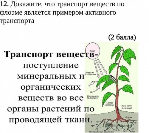 Докажите, что транспорт веществ по флоэме является примером активного транспорта