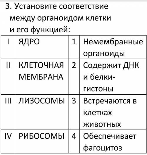 Установите соответствие между органоидом клетки и его функцией ядрорибосомыклеточная мембрана​