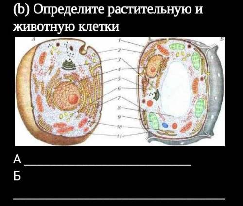 (b) Определите растительную и животную клетки​