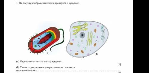 1. На рисунке иображены клетки прокарнот (а) Hа pисунке отметьте клетку укарнот. прокарнетических