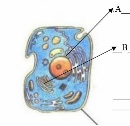 1. На рисунке показана часть схемы электронного строения животной клетки. (а) Назовите органеллы A и