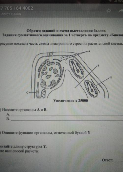 На рисунке показана часть схемы электронного строения растительной клетки​