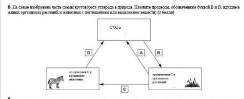 2 задание: В. На схеме изображена часть схемы круговорота углерода в природе. Назовите процессы, обо