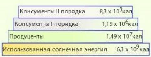 Рисунок иллюстрирует пирамиду энергии (a) Рассчитайте эффективность переноса энергии от консумента п