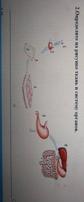 Определите на рисунке Ткань и систему органов.​