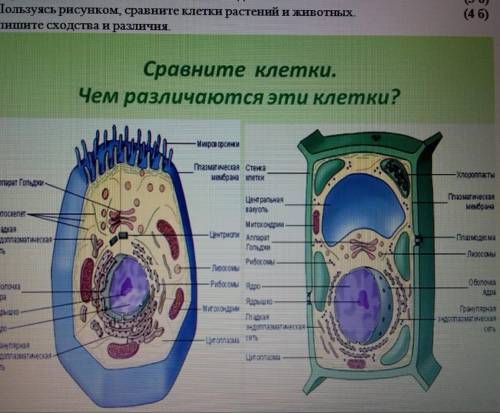 Пользуясь рисунком Сравните клетки растений и животных Напишите сходства и различия Сравните клетки