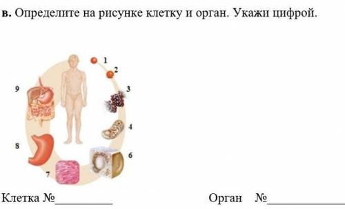 В. Определите на рисунке клетку и орган. Укажи цифрой. [2]Клетка № Орган №​