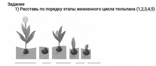 1) Расставь по порядку этапы жизненного цикла тюльпана (1,2,3,4,5)​