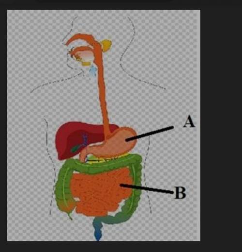 На рисунке представлена пищеварительная система человека. Объясните связь между строением и функциям