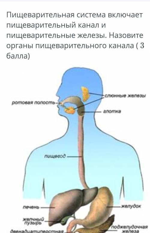 Вариантыротовая полостьпеченькишечникжелудок​