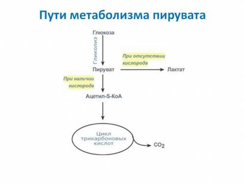 Схема обмена пировиноградной кислоты.