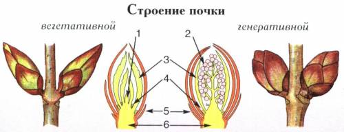 Выберите три верно обозначенные подписи к рисунку Строение вегетативной и генеративной почки. Укаж