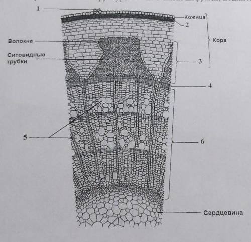 Выберите, какие из структур, обозначенных цифрами, подписаны верно: 1) чечевичка2) пробка3) клетки-с