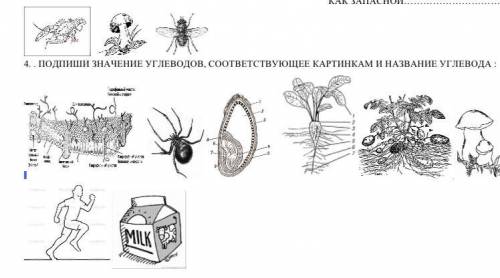 ( ) ПОДПИШИ ЗНАЧЕНИЕ УГЛЕВОДОВ, СООТВЕТСТВУЮЩЕЕ КАРТИНКАМ И НАЗВАНИЕ УГЛЕВОДА.