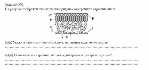 Задание №1 На рисунке изображен поперечный среза стебля. 1 скрин (а)(і) Определите структуру стебля