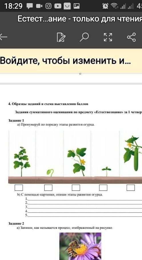 Описать этапы развития огурца​