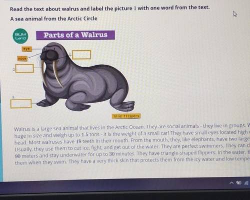 Read the text about walrus and label the picture 1 with one word from the text. A sea animal from th