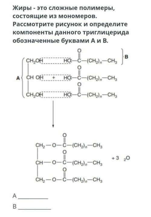 Рассмотрите рисунок и определите компоненты данного триглицерида обозначенные буквами А