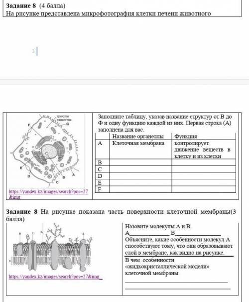 На рисунке представлена микрофотография клетки печени животного​