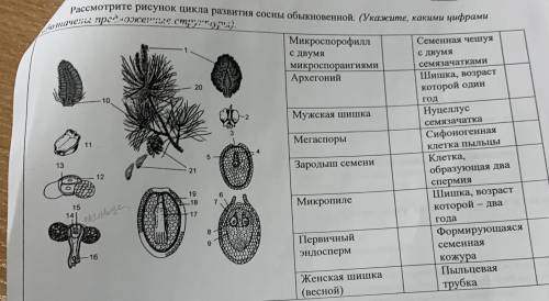 Рассмотрите цикл развития сосны обыкновенной. Укажите, какими цифрами обозначены данные структуры.