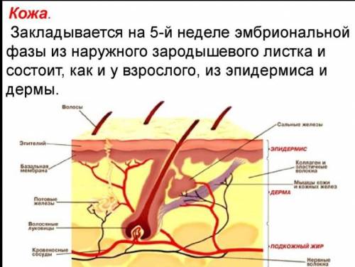 За сколько восстанавливается подкожно-жировая клетчатка​