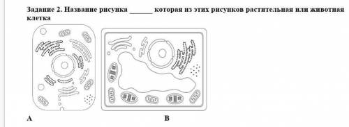 Задание 2. Название рисунка которая из этих рисунков растительная или животная клетка​