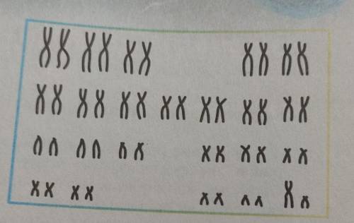 На рисунку зображено каріотип: а) людини-жінки б) людини-чоловіка в) індійського мунтжака самиці г)