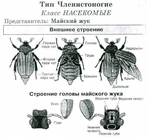 Рассмотрите третий отдел тела насекомого – брюшко. Найдите членики, отделяющиеся друг от друга насеч