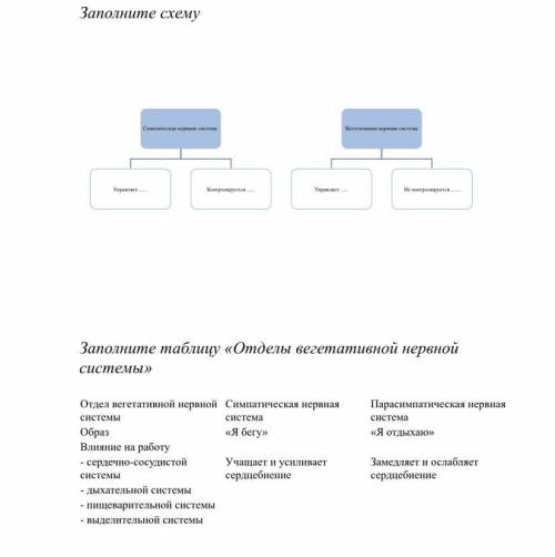 Соматическая и вегетативная нервная система 8 класс