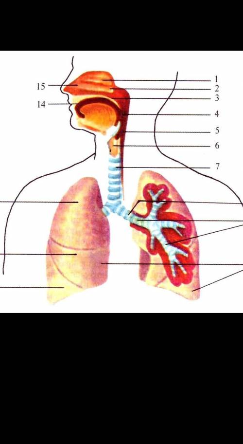 Строение отделов дыхательной системы ​