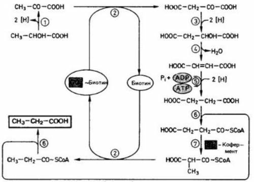 В смешанную культуру Lactobacillus lactis и Propionibacterium acidipropionici добавили 1873 г глюкоз