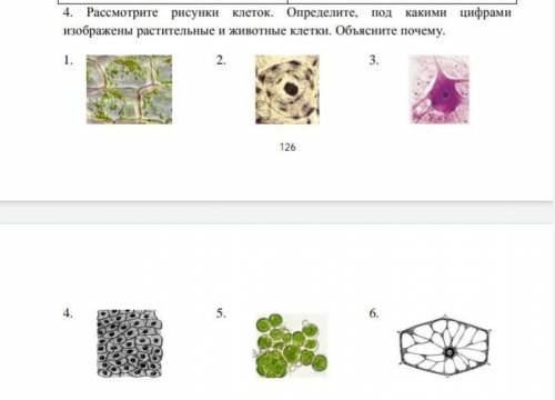 тут нужно найти растительную и животную клетку и объяснить почему,выручайте​