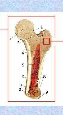 Подпишите части кости, используя следующие термины: губчатое вещество, компактное вещество, надкостн