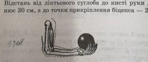 Яку силу розвиває біцепс, коли людина тримає у ви- сячому положенні вантаж масою 5 кг (див. рисунок)