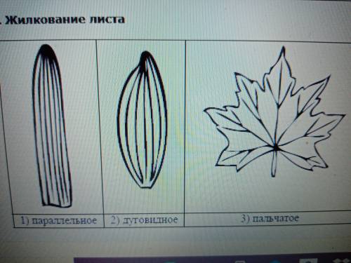 Рассмотрите изображение листа ландыша и опишите его по следующему плану: форма листа, жилкование лис