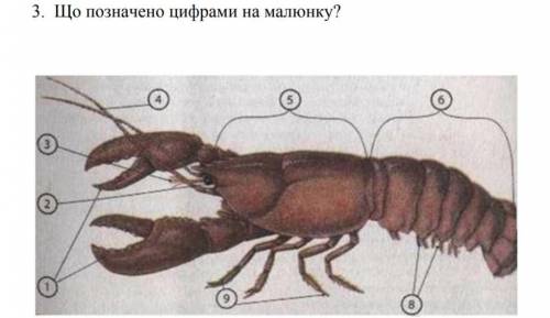 Що позначено цифрами на малюнку?​