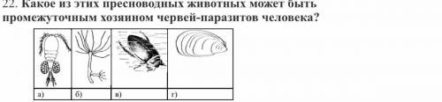 23. Признаками типа Кольчатые черви являются: I. билатеральная симметричность;II- двуслойное строени