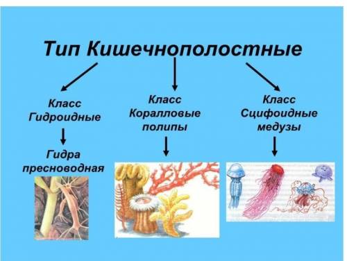 Продолжить схему, записывая названия видов животных (ниже стрелочек, в столбик) 7 класс биологии ​