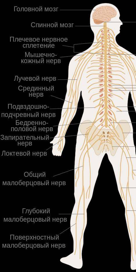 Почему для отдыха нервной системы необходима смена видов деятельности?буквально несколько слов ​