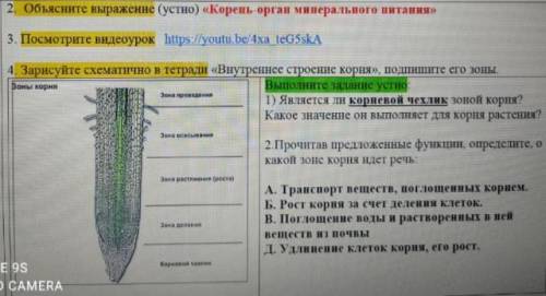 Прочитав предложение функции определите о какой зоне корня идет речь.