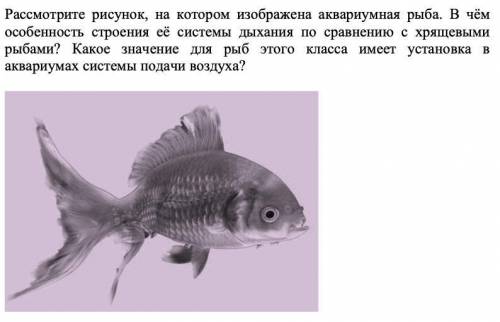 Рассмотрите рисунок, на котором изображена аквариумная рыба. В чём особенность строения её системы д