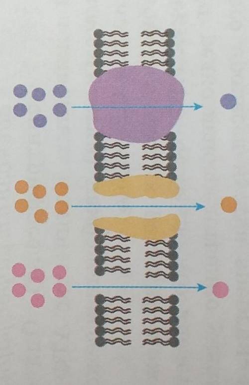 Какие виды пассивного транспорта веществ показаны на рисунке? ​