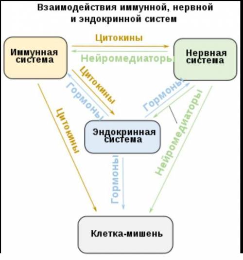 Б) назовите защиты инфекций, обеспечивающийся белыми клетками​